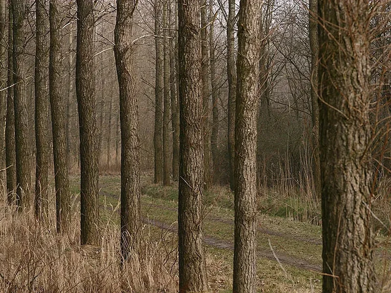 Over bomen en bossen