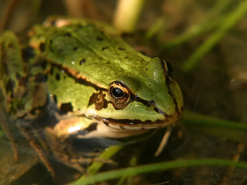 Haal de natuur dichterbij met macrofotografie