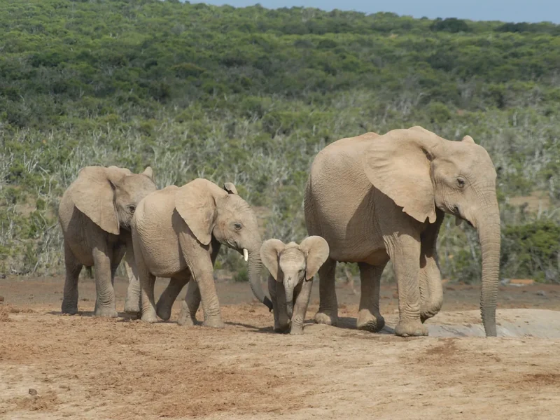 Zuid-Afrika - deel 3 - De natuur