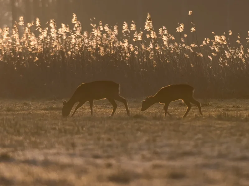 Acht fotografietips voor op safari