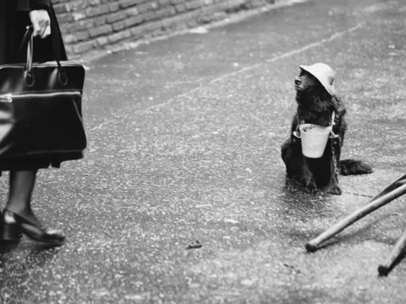 Fotograaf Elliott Erwitt geprezen