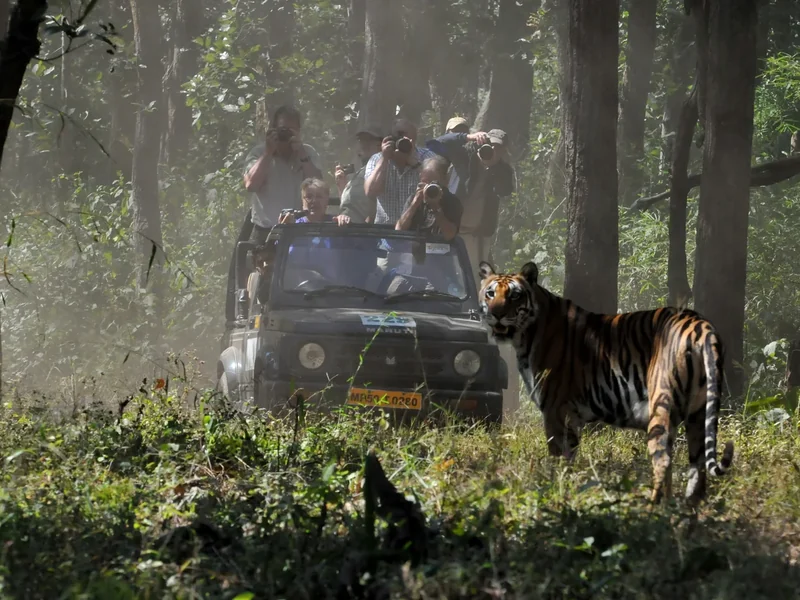 Tijgers fotograferen in India