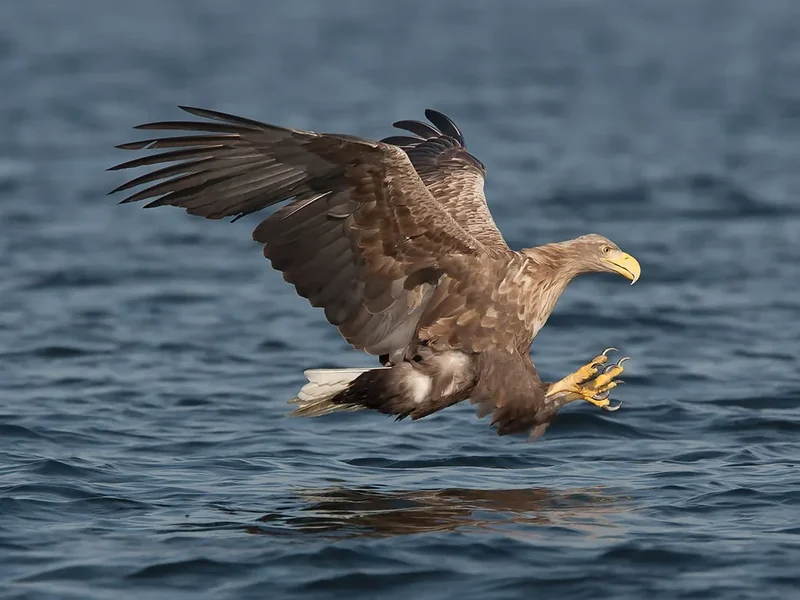 Vogelfotografie Deel 1
