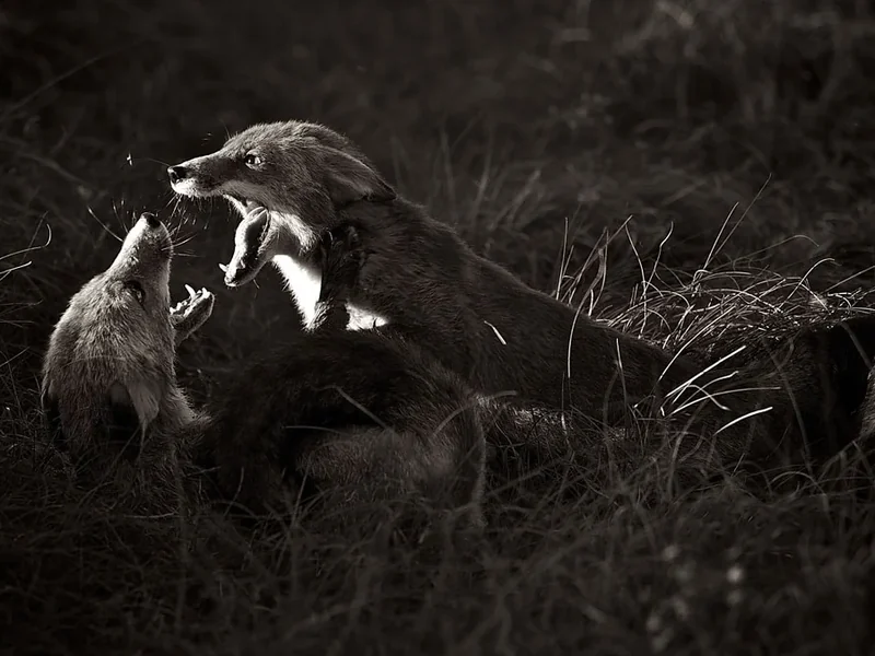 Nationale winnaar World Photography Awards 2016