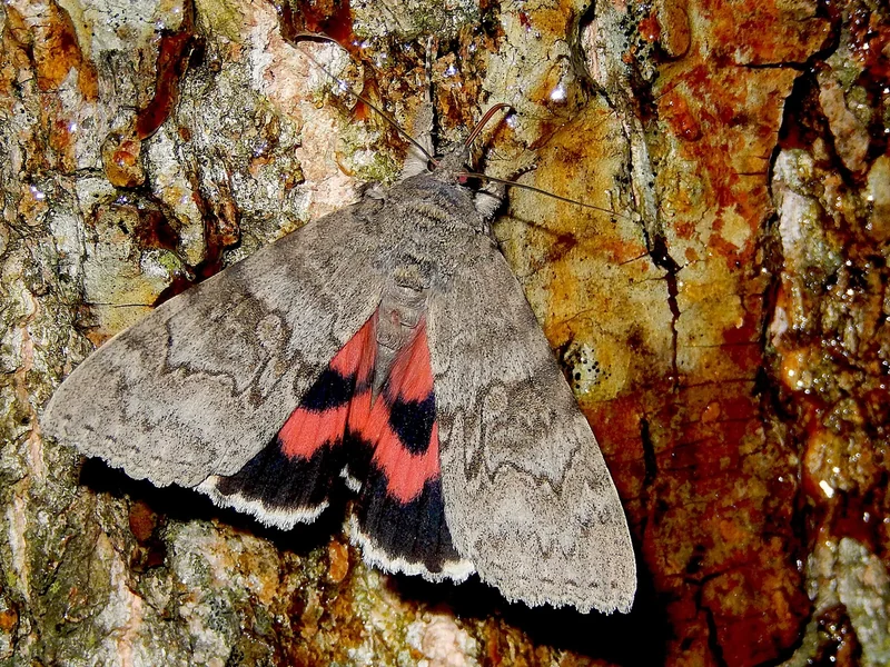Photographing Moths? Bring Syrup!