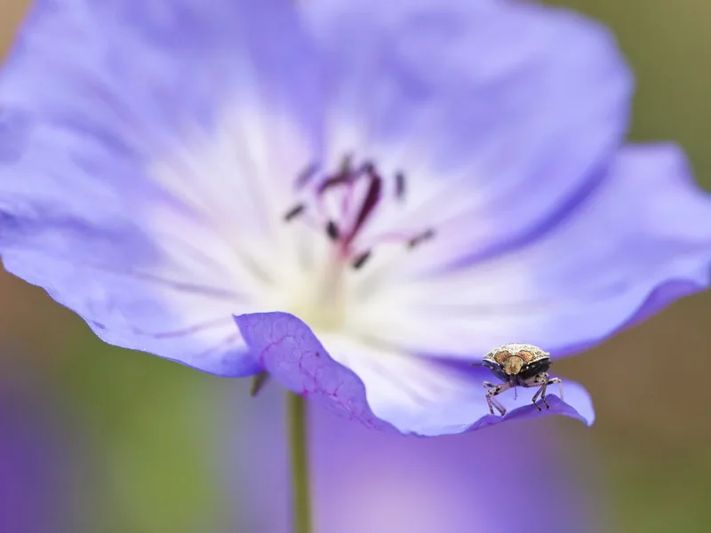 Bloemen fotograferen: 10 tips voor creatieve bloemenfotografie