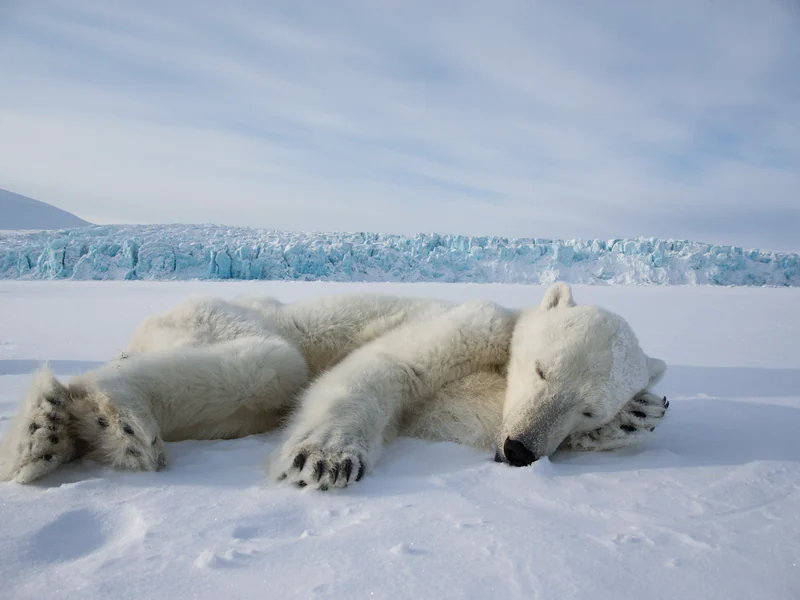 10 Wildlife Photography Tips for a Polar Expedition