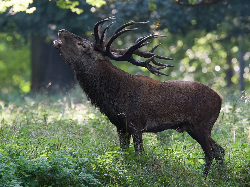 Grote zoogdieren fotograferen: tips voor natuurfotografie