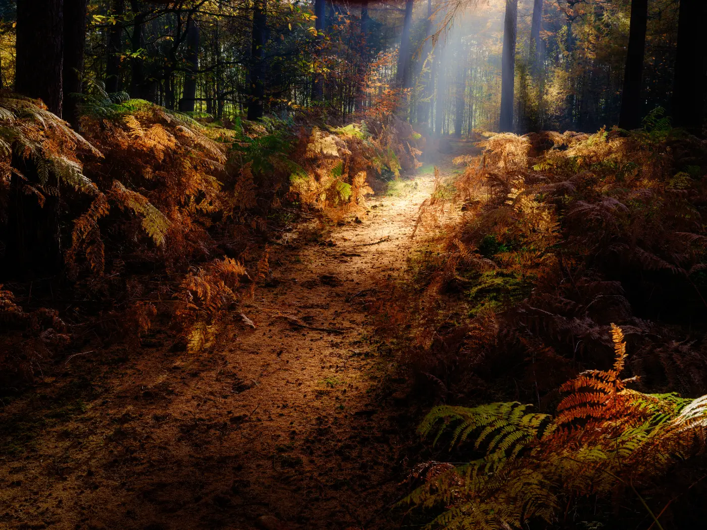 Forest path between ferns and trees, with rays of sunlight filtering through the canopy