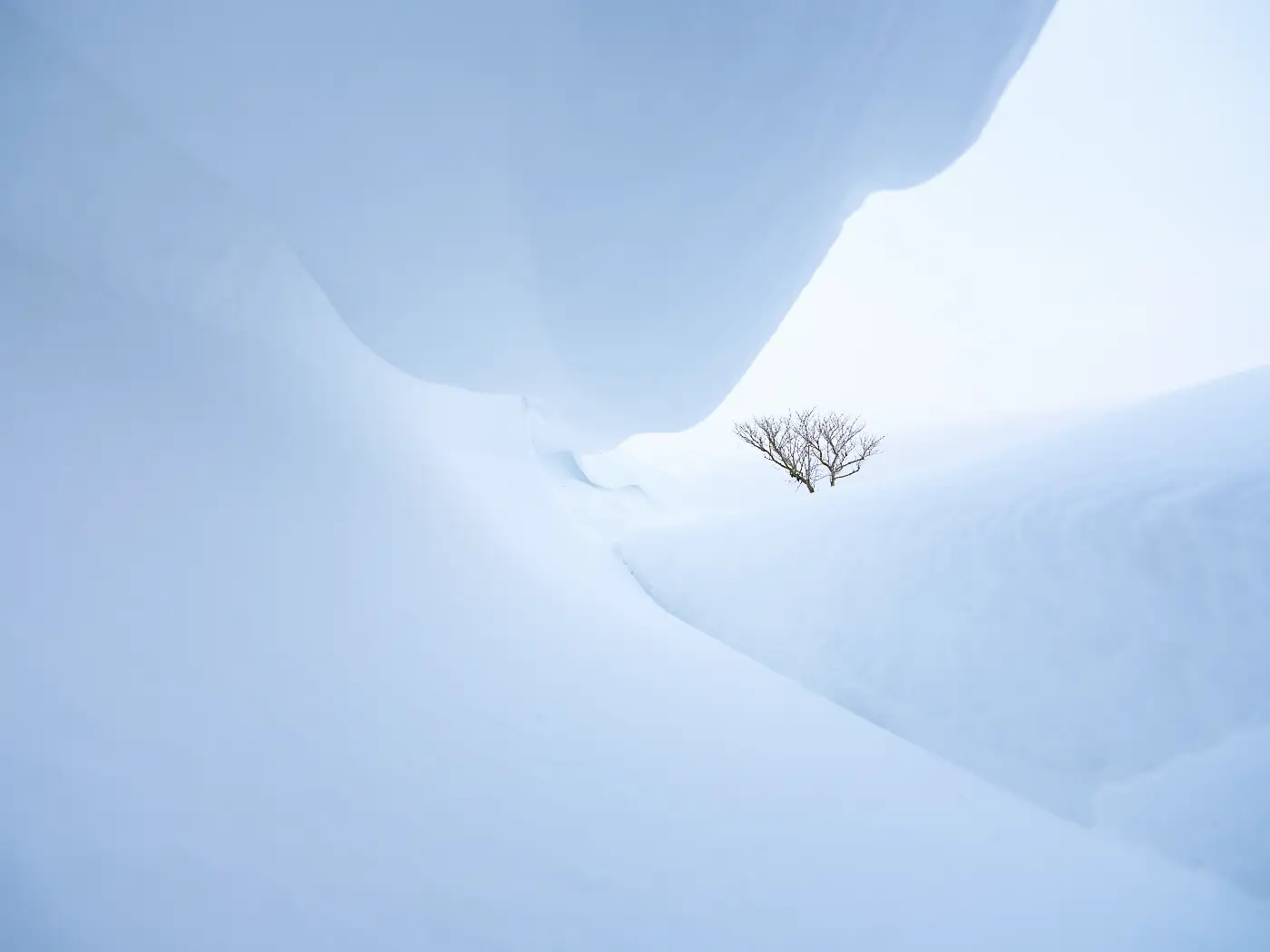 Solitary tree among pale snow dunes in a minimalist winter landscape