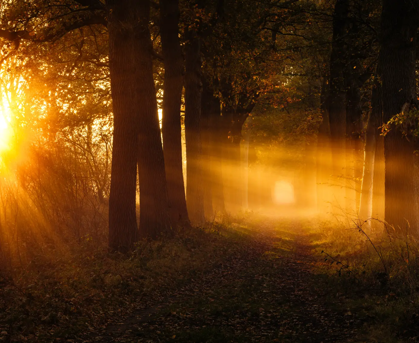 Forest with golden shafts of sunlight and mist between the trees
