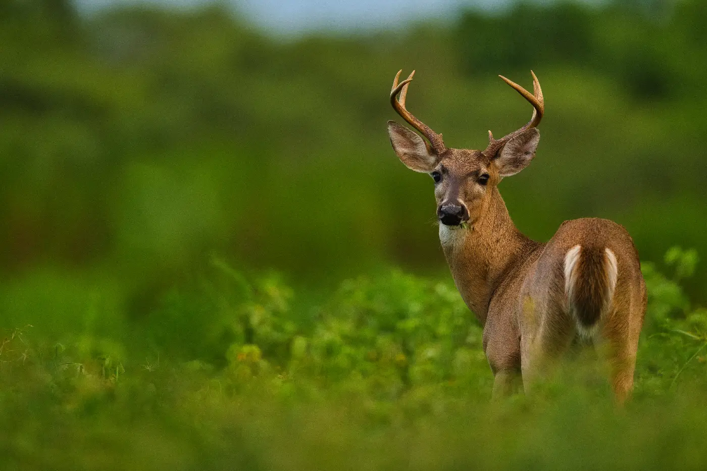 Wild hert in het veld kijkt achterom