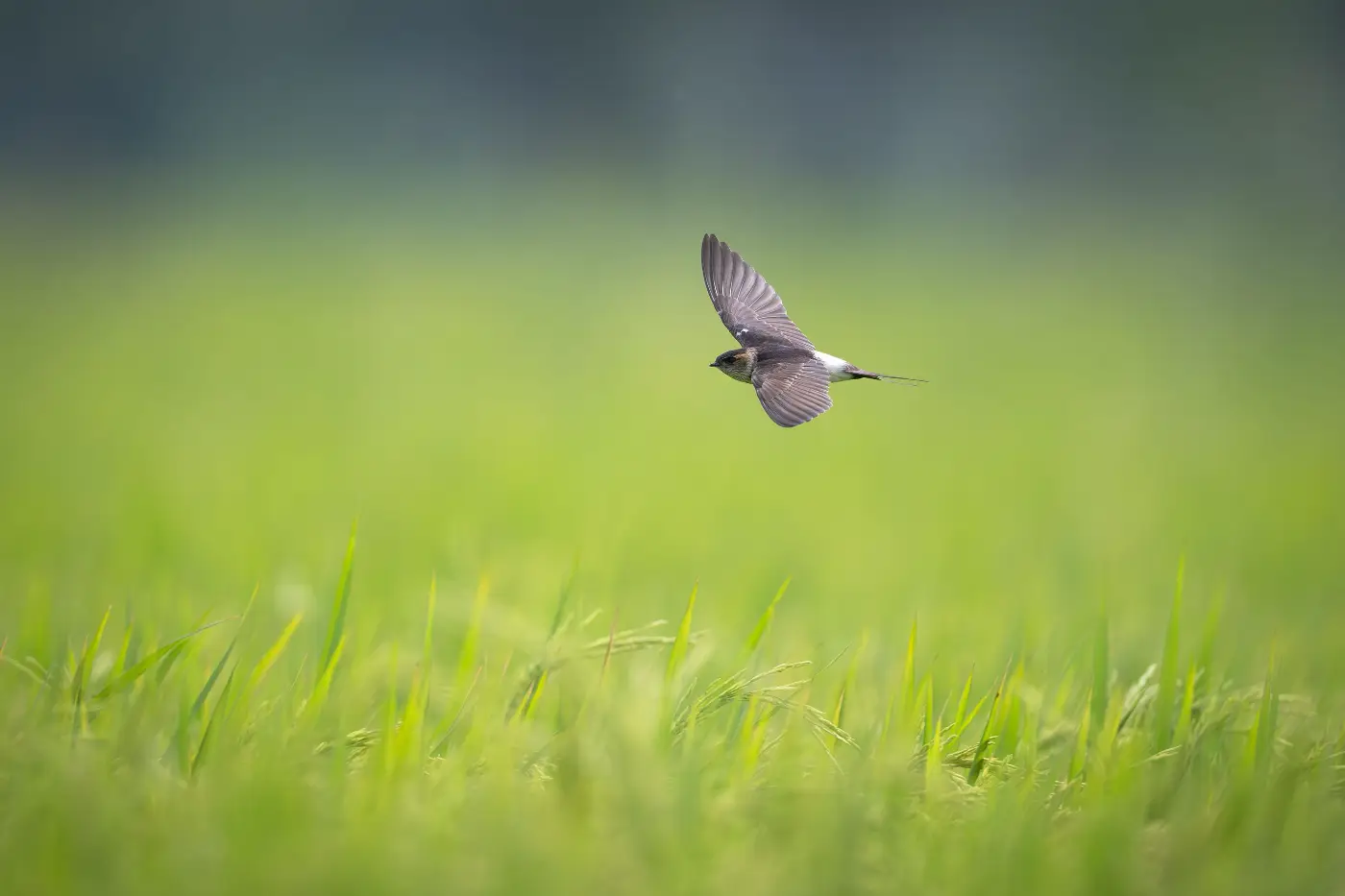 Vogel in vlucht boven een groen grasveld, gefotografeerd met een superteleobjectief
