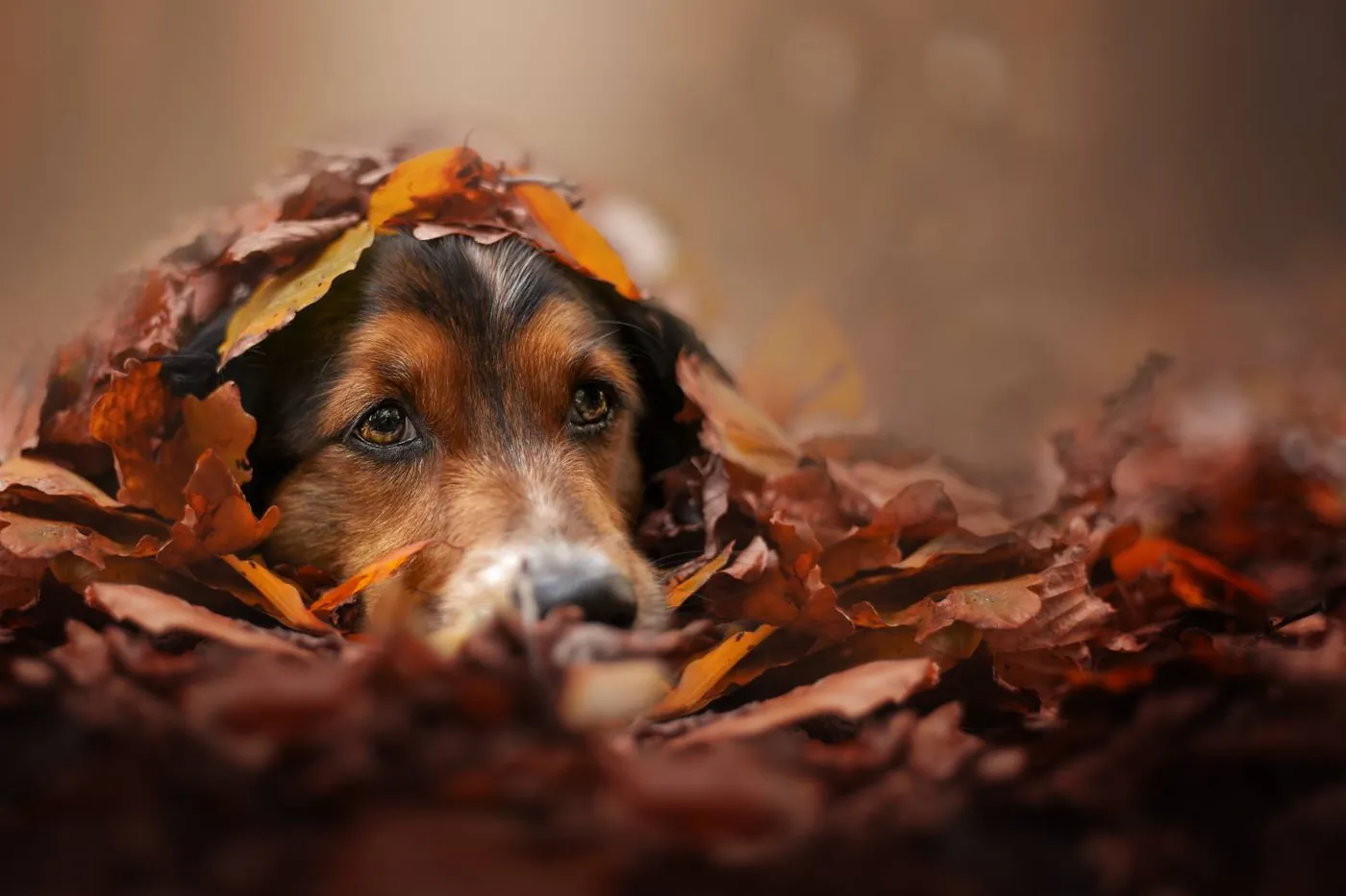 Fotowedstrijd Herfst 2020 op Fotografie.nl
