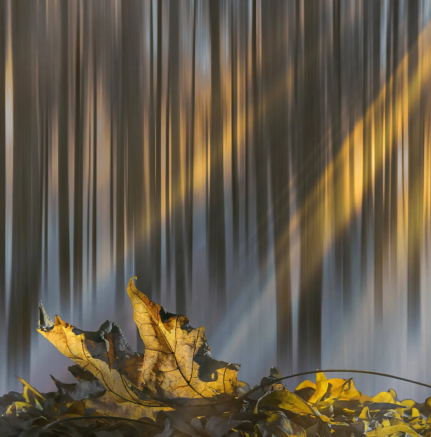 Fotowedstrijd Herfst 2020 op Fotografie.nl