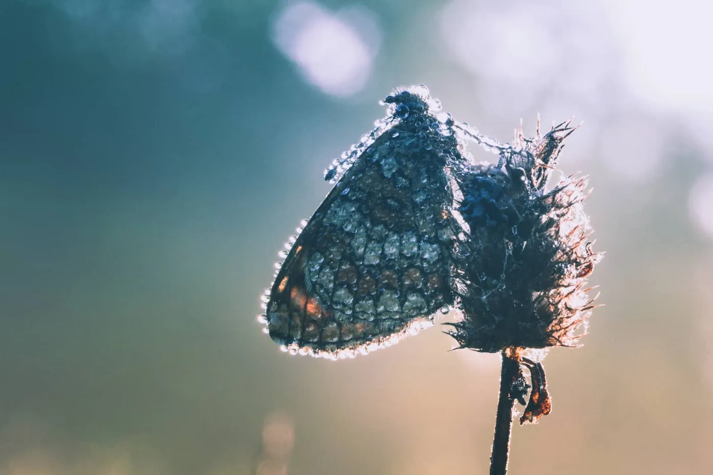 Fotowedstrijd van juli 2019 op Fotografie.nl