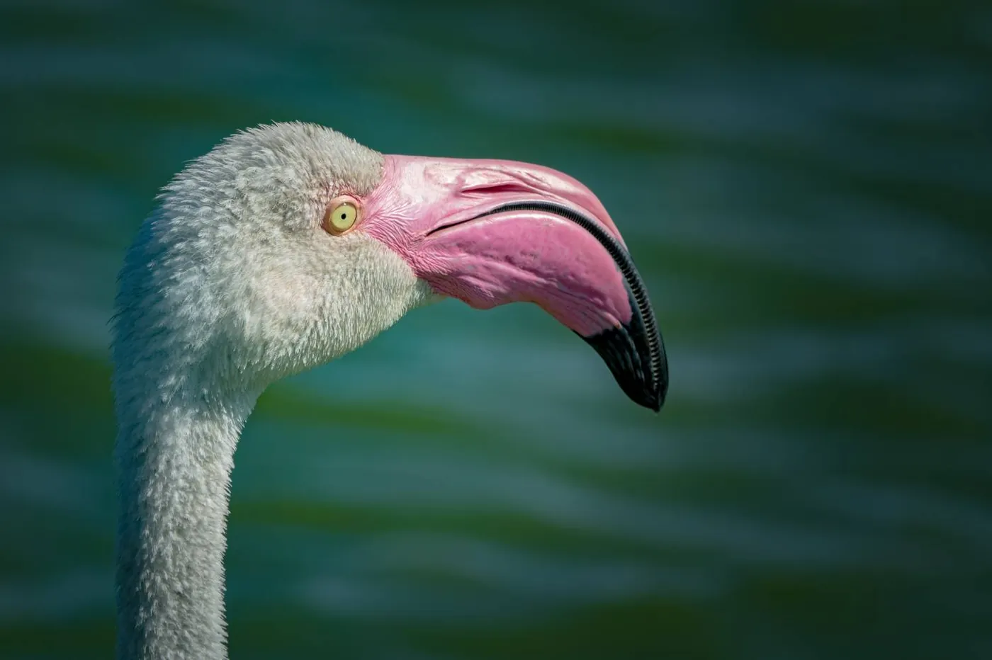 Fotowedstrijd Vogels op Fotografie.nl 2022