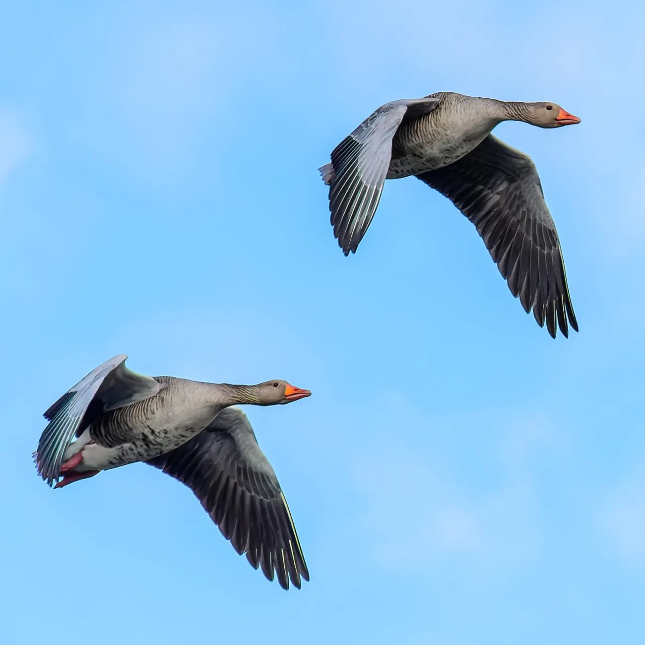 Fotowedstrijd LENTE op Fotografie.nl 2021