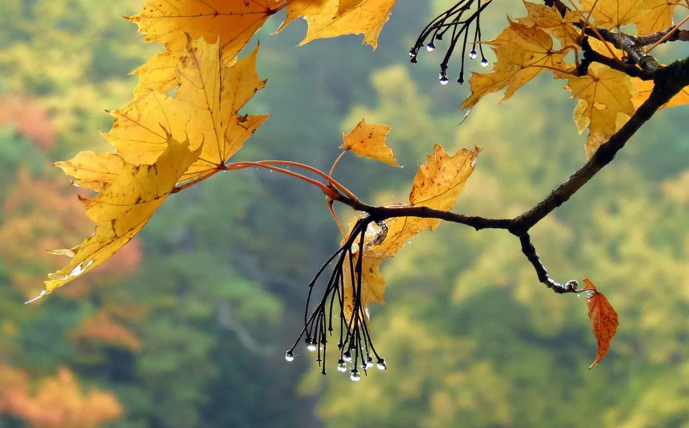 Fotowedstrijd Herfst 2020 op Fotografie.nl