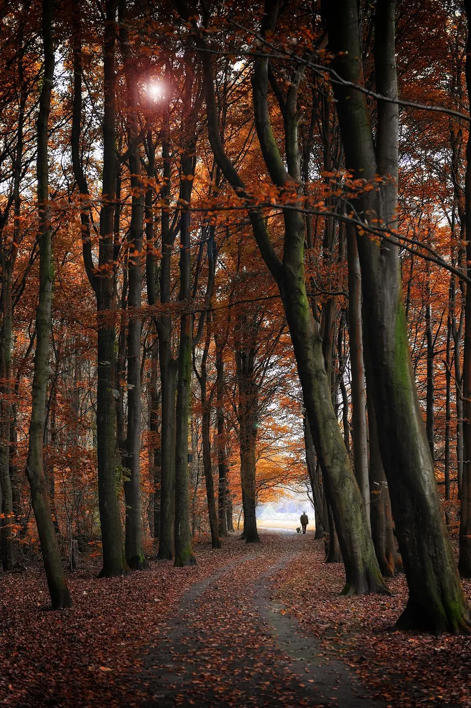 Fotowedstrijd Herfst 2020 op Fotografie.nl