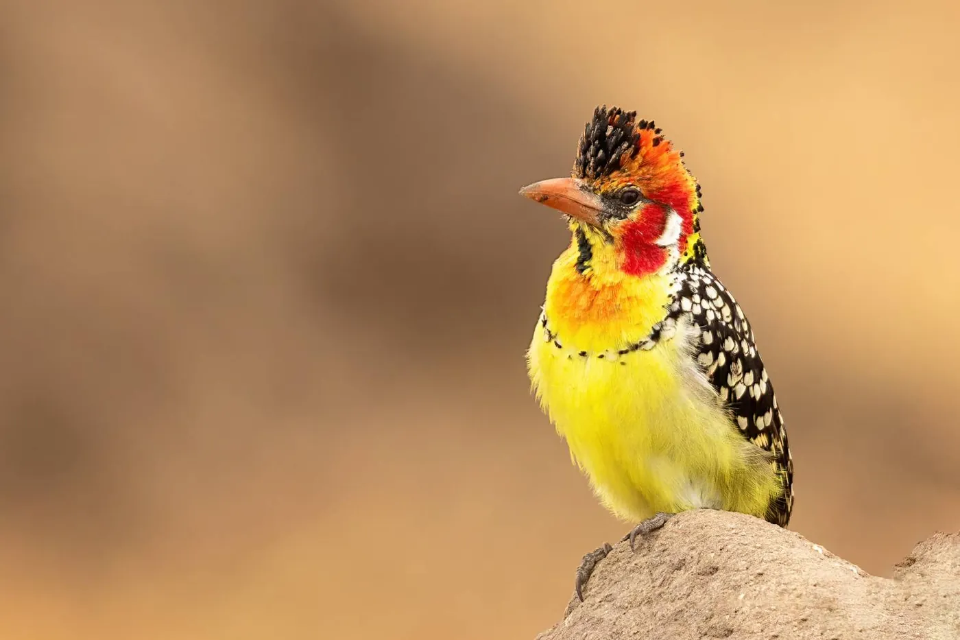 Fotowedstrijd Vogels op Fotografie.nl 2022