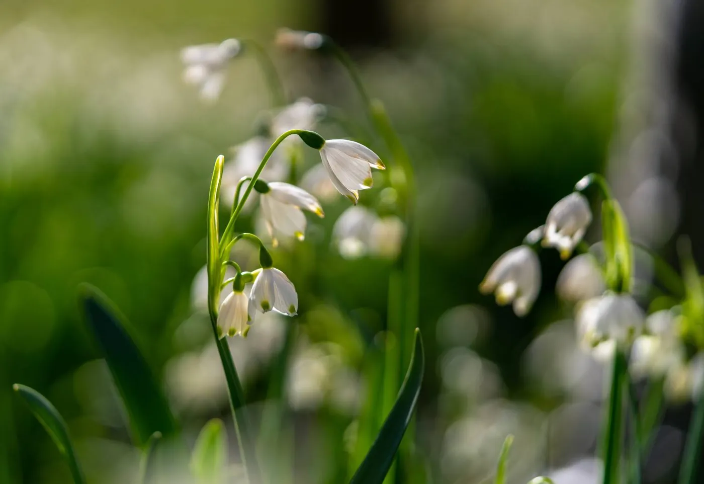 Fotowedstrijd LENTE op Fotografie.nl 2021