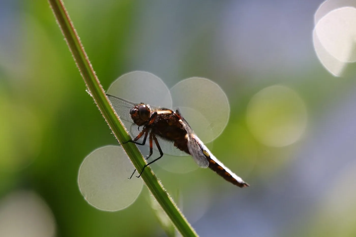 Fotowedstrijd van juli 2019 op Fotografie.nl