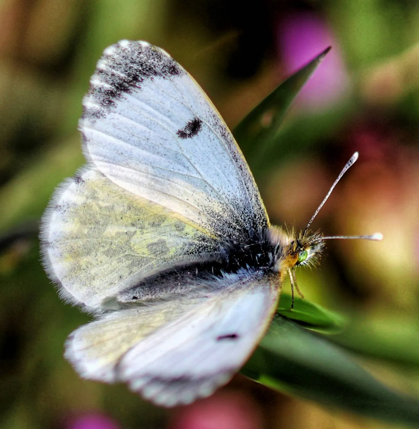 Fotowedstrijd LENTE op Fotografie.nl 2021