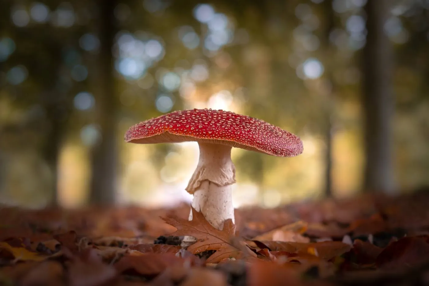 Fotowedstrijd Herfst 2020 op Fotografie.nl