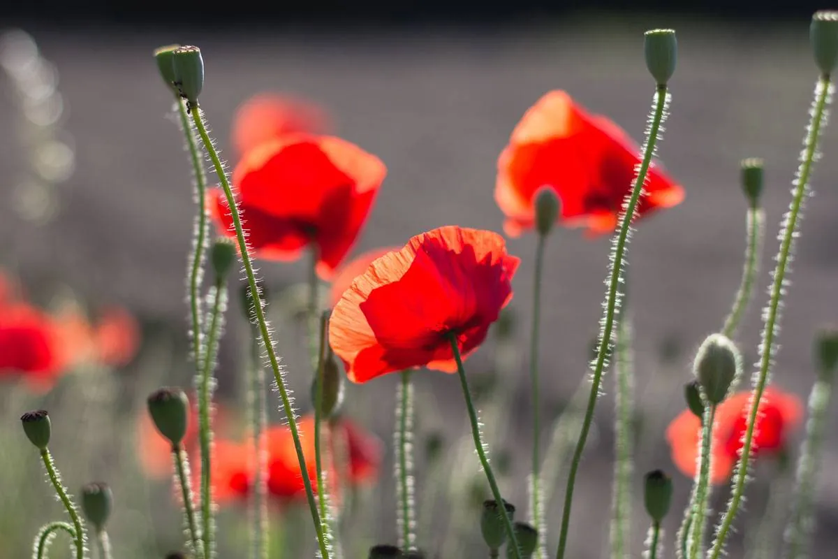 Fotowedstrijd ROOD op Fotografie.nl 2021