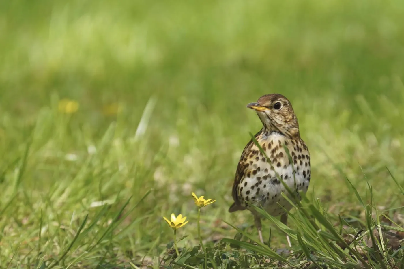 Fotowedstrijd LENTE op Fotografie.nl 2021