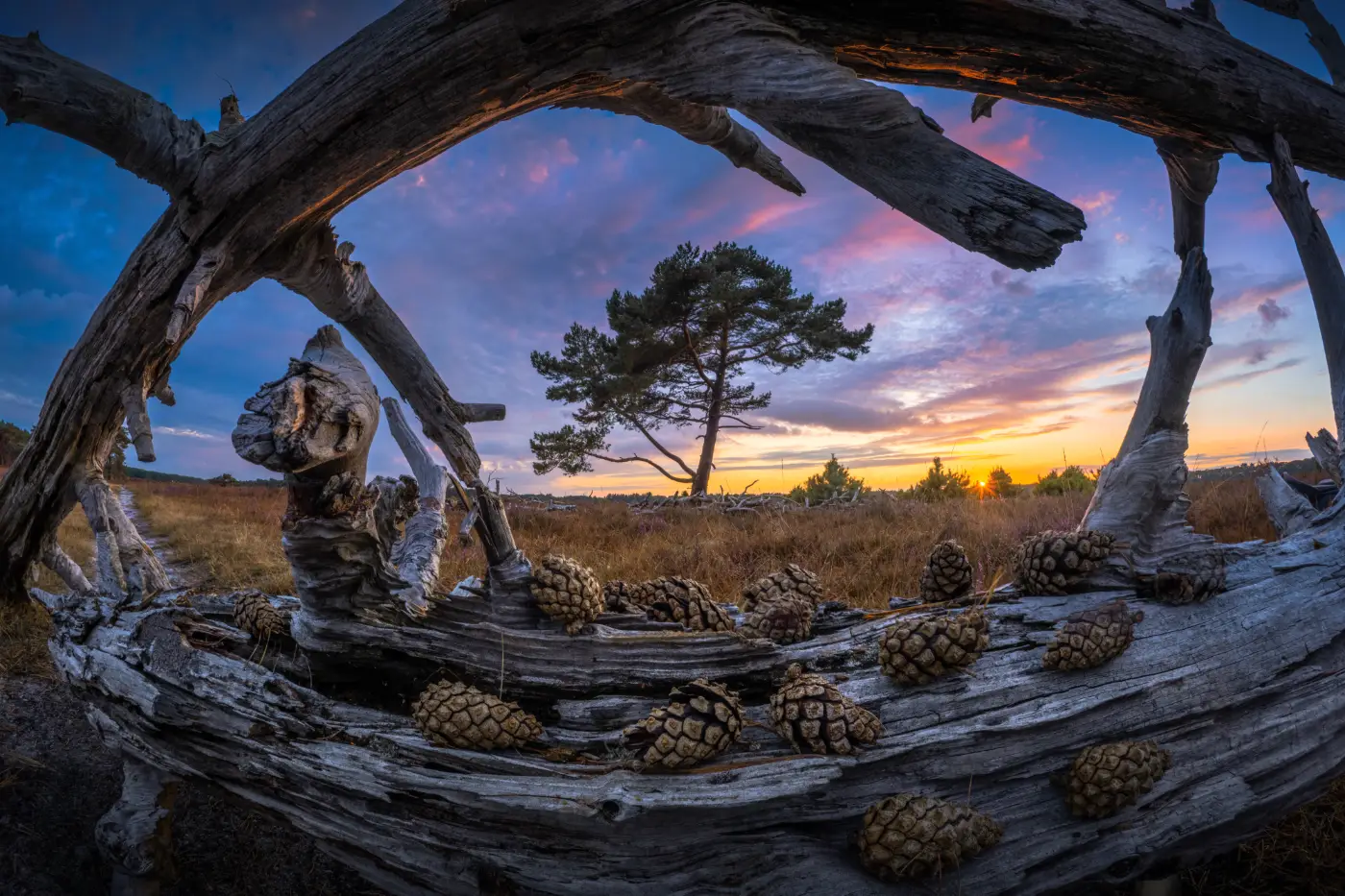 Dennenappels op een omgevallen boomstam met een solitaire boom en kleurrijke zonsondergang, vastgelegd met een fisheye.