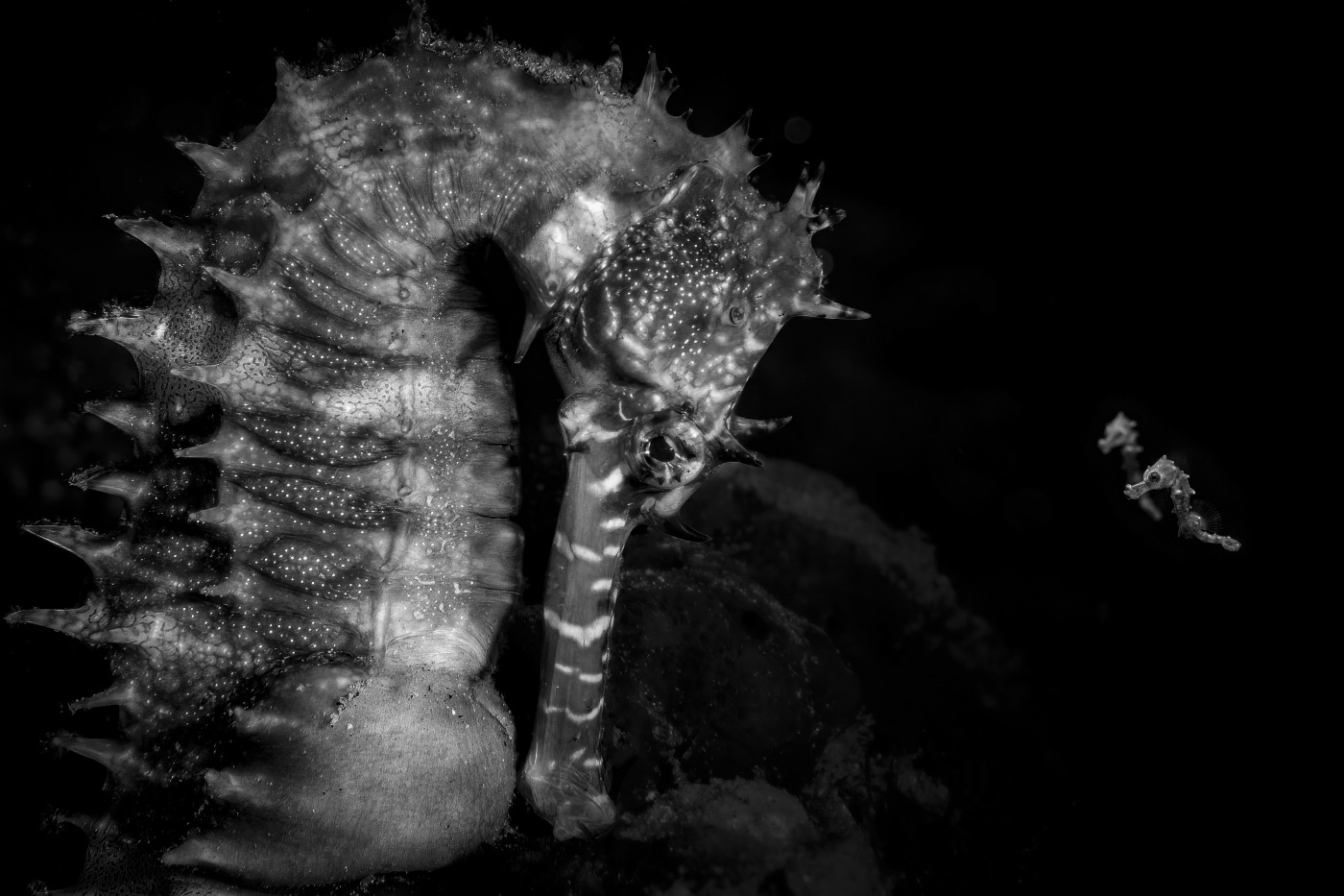 Ocean Photographer of the Year 2026: vijf lessen uit de winnende foto’s