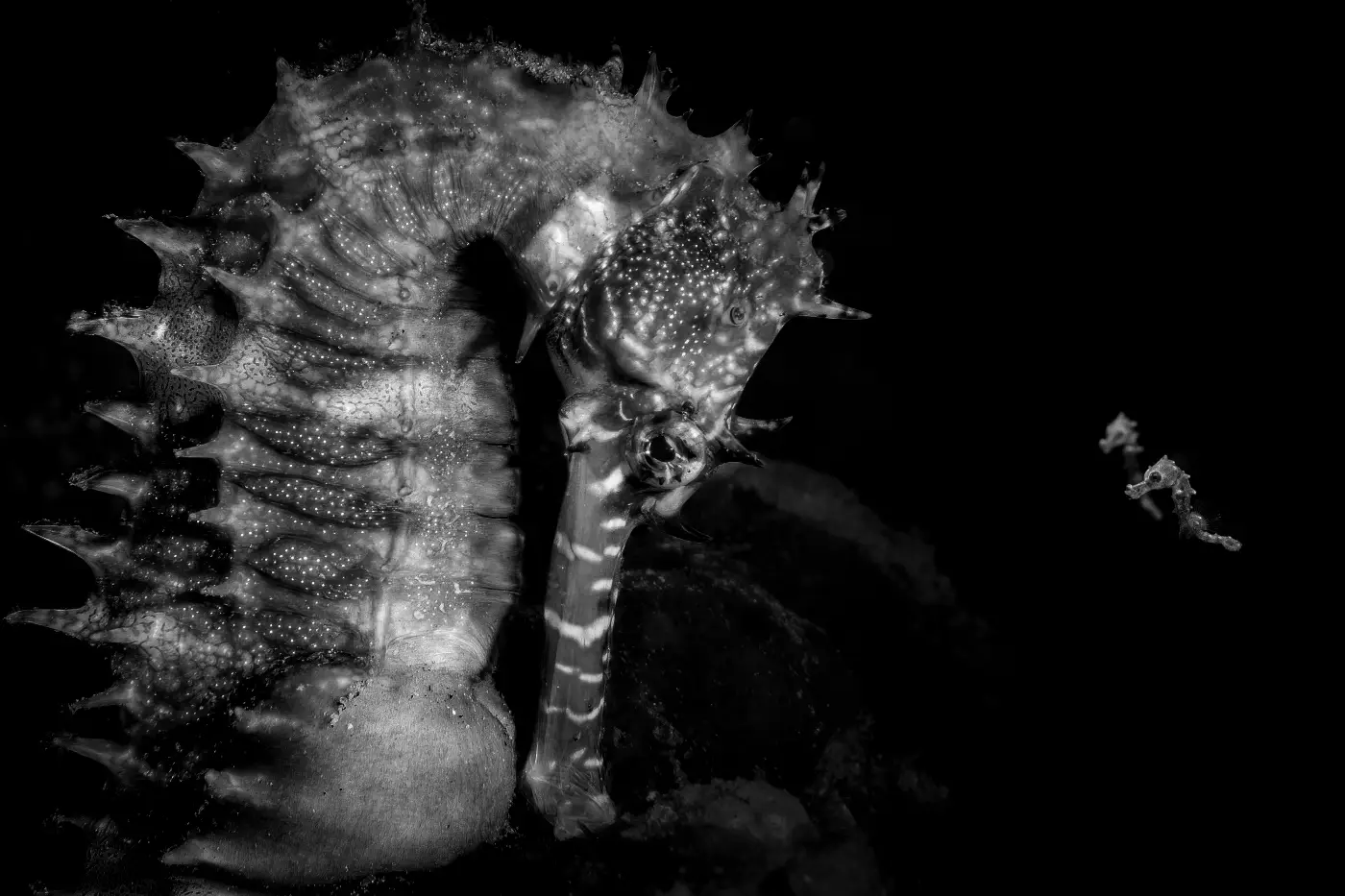An adult seahorse with two juveniles against a dark underwater background.