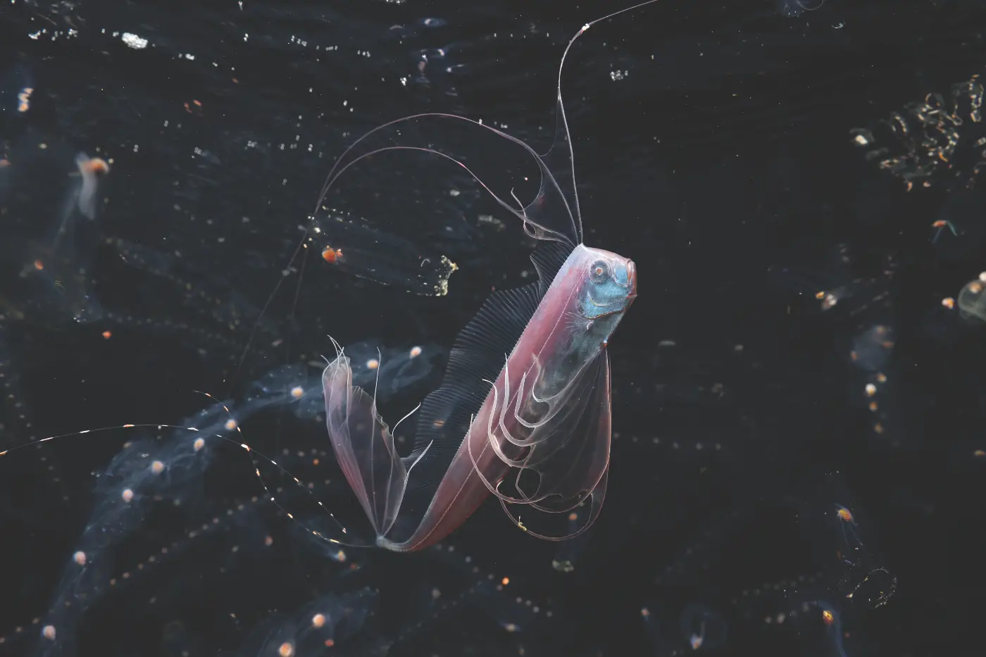 A silver ribbonfish among translucent salps during a blackwater dive in Japan.