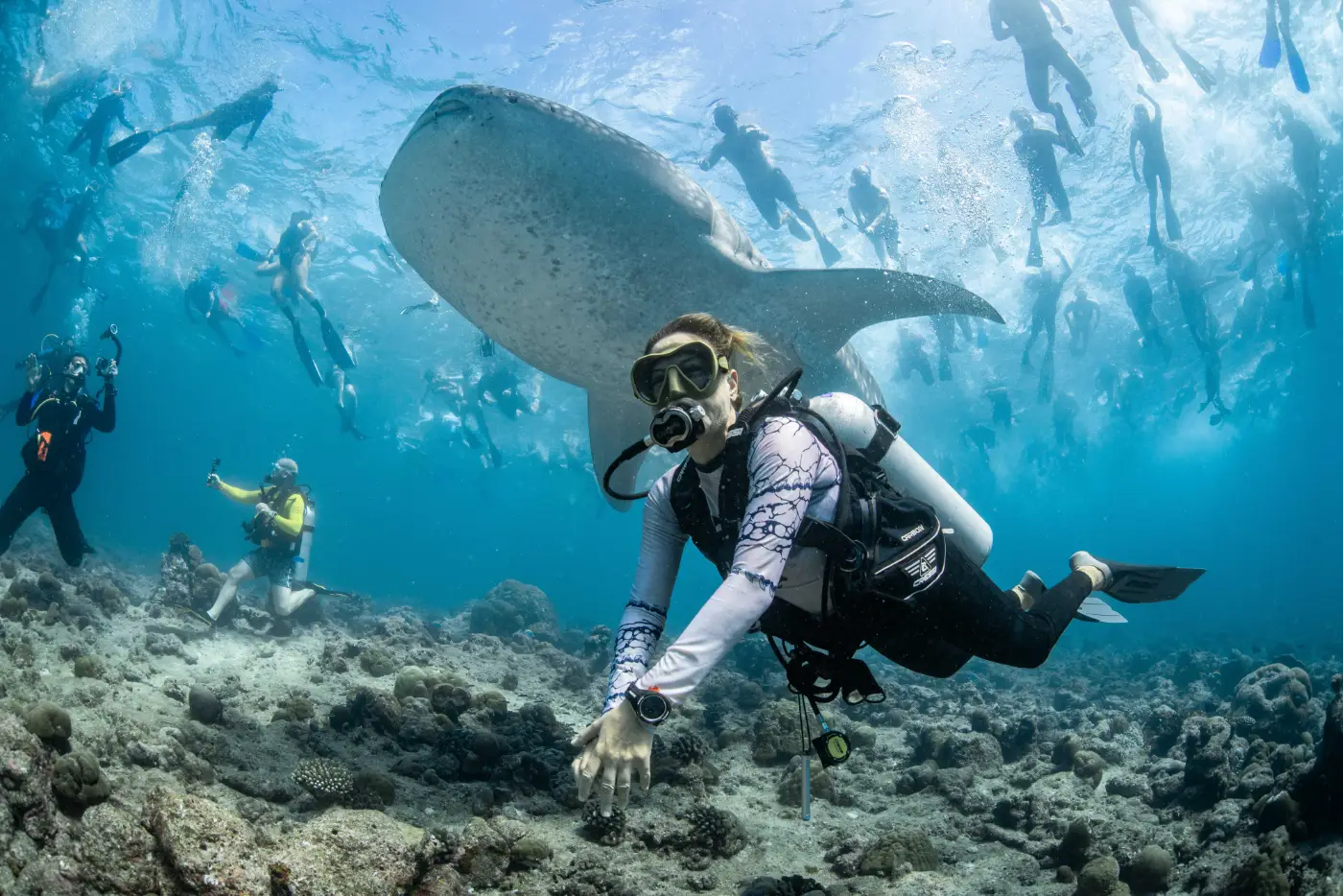 A whale shark surrounded by dozens of divers and snorkellers in the Maldives.