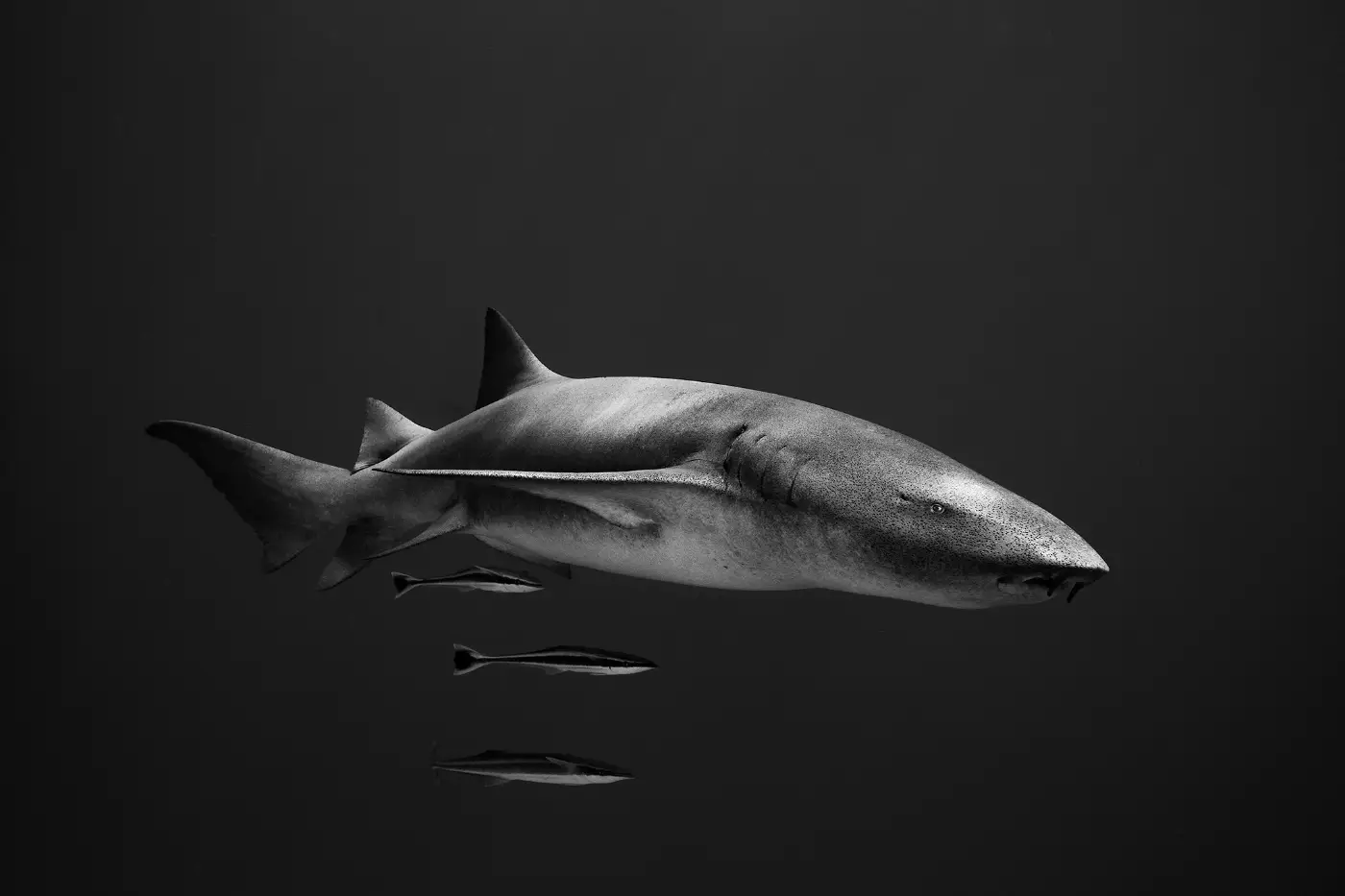 A black-and-white photograph of a nurse shark with several remoras in dark water.