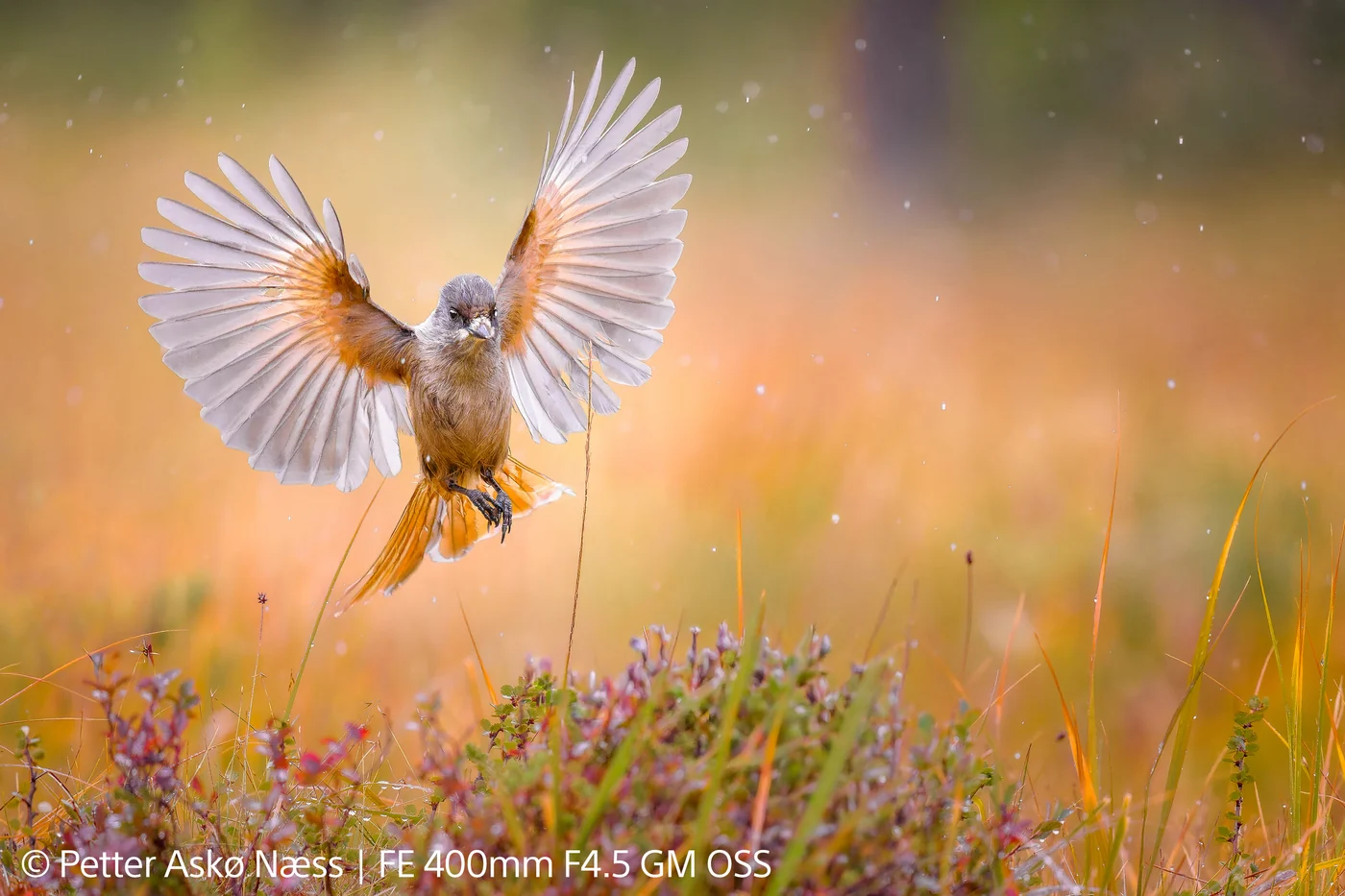 Bird with wings spread above flowering heather, photographed with the Sony FE 400mm F4.5 GM OSS.