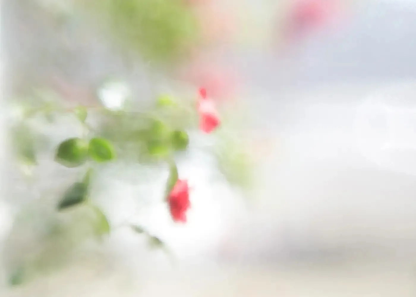 Dreamlike, softly blurred pink flowers and green leaves against a pale background, photographed by Marlies Hofstede.