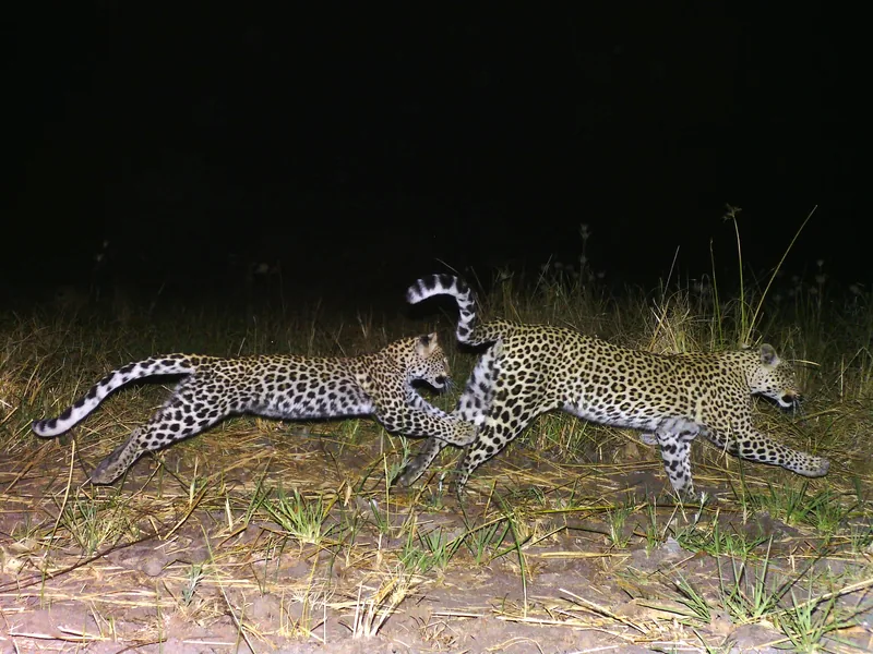 150.000 wildcamerafoto’s onthullen onbekend dierenleven in Tanzania