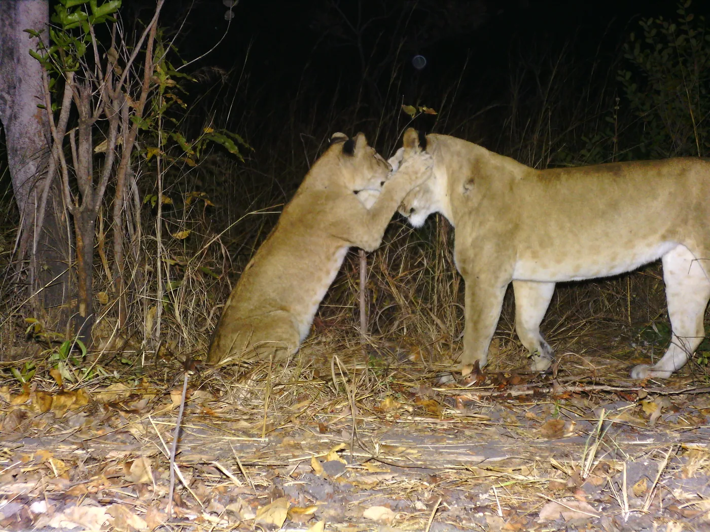 Two young lions play in front of a camera trap at night in western Tanzania