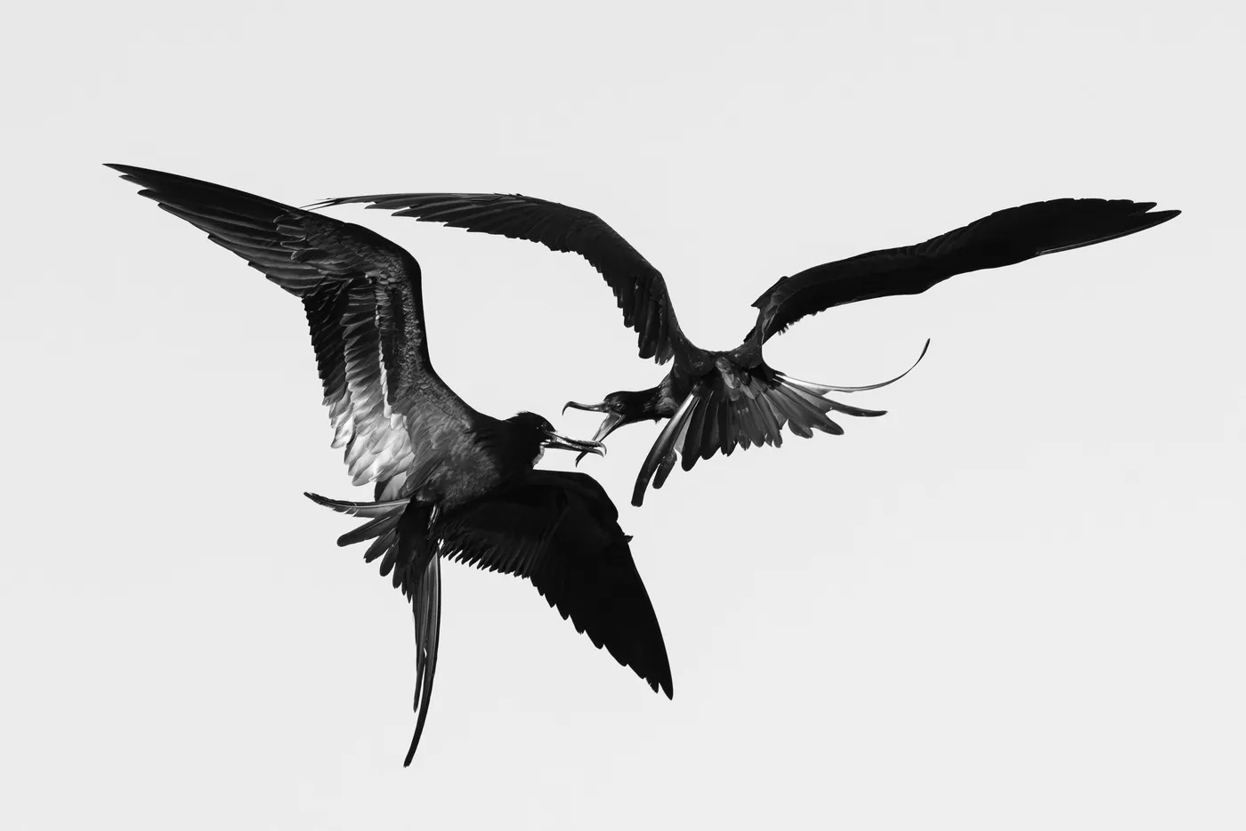 Two frigatebirds fighting over a fish in mid-air, photographed in black and white.