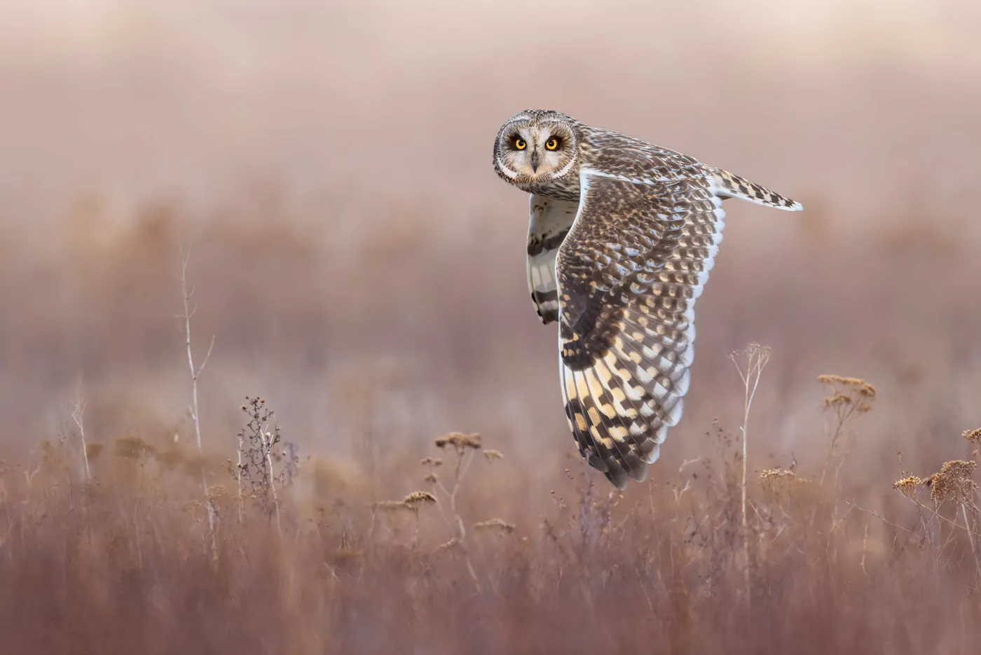 Velduil vliegt laag boven de begroeiing en kijkt met felgele ogen naar de fotograaf.