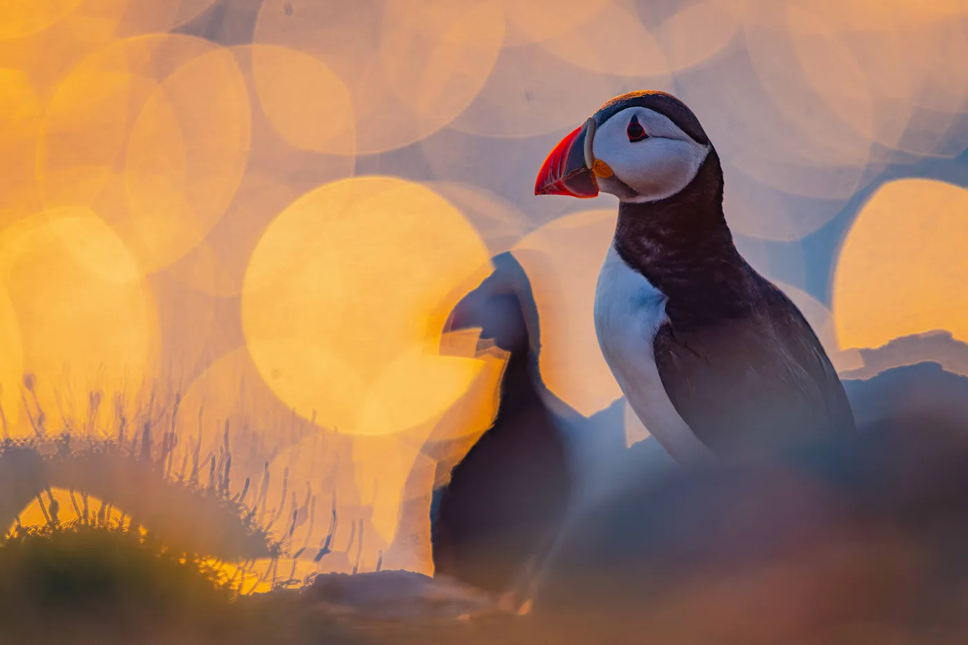 Puffin against large golden circles of light on the sea at sunset.