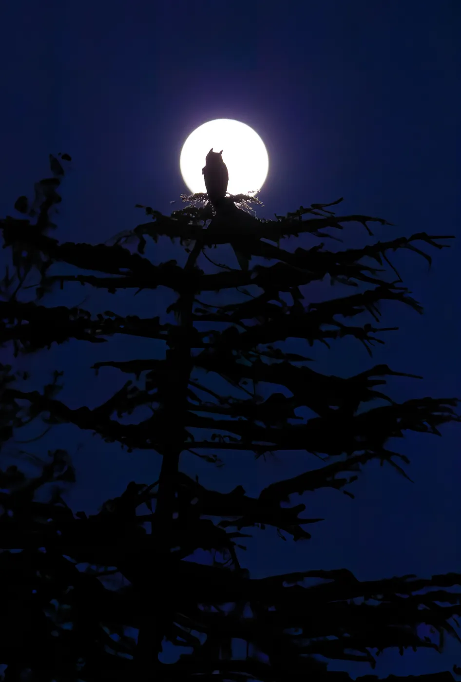 Silhouette of a great horned owl in a pine tree against the full moon.