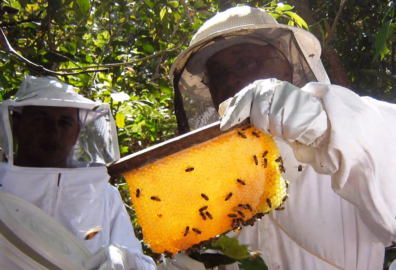 Huambo acolhe I Conferência Nacional de Apicultores