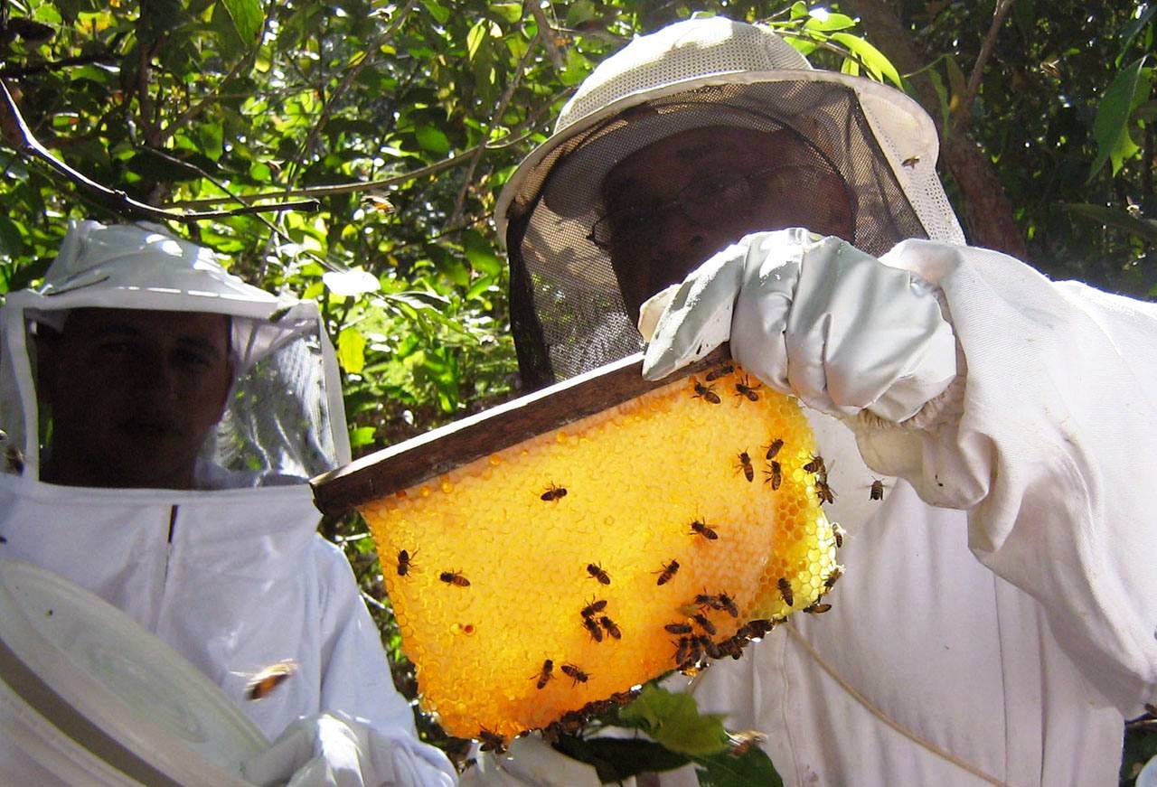 Huambo acolhe I Conferência Nacional de Apicultores