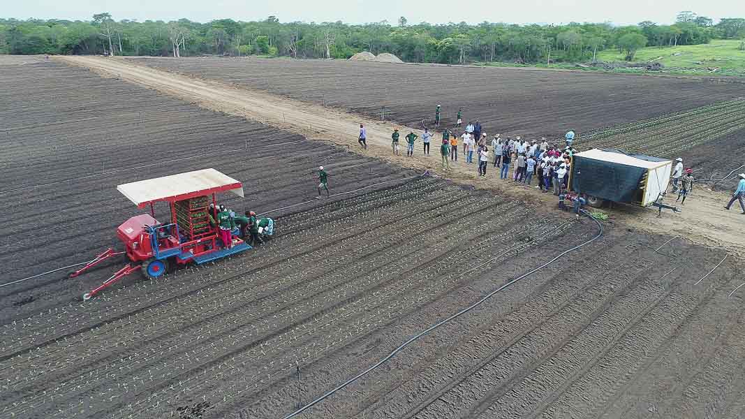 Fazenda Girassol inicia um novo campo agrícola