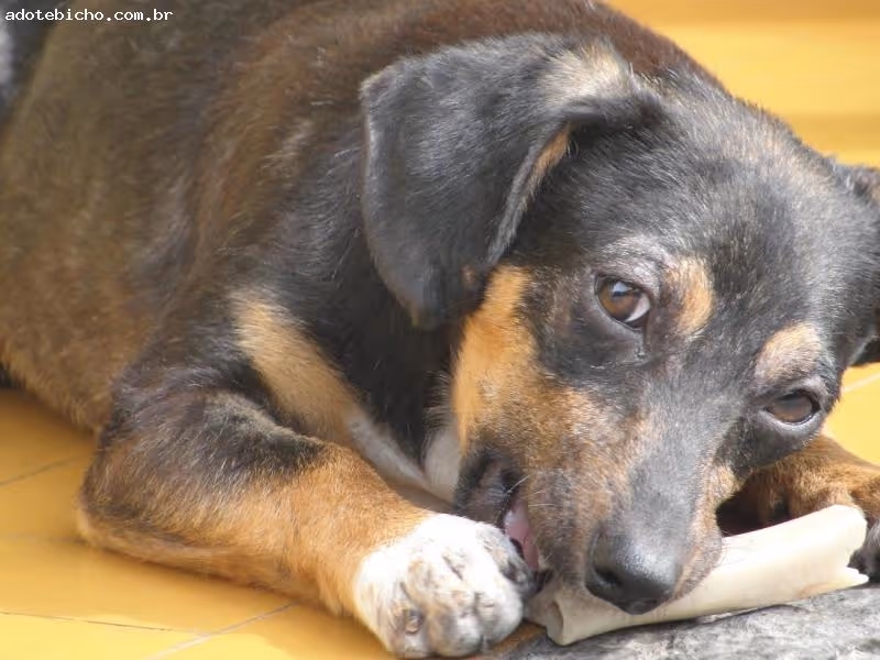 Pluto era um cão maravilhoso