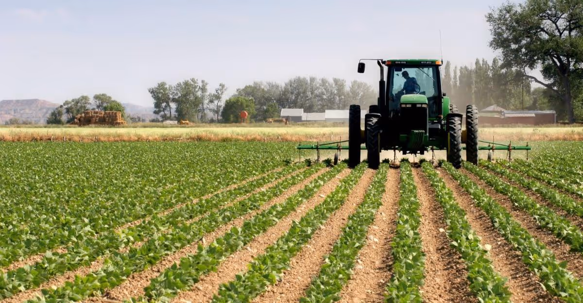 Angola reforça aposta na formação rural com mais de 9 mil escolas agrícolas